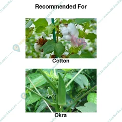 20 Pcs Insect Lures For Spotted Bollworm (Earias Vitella)